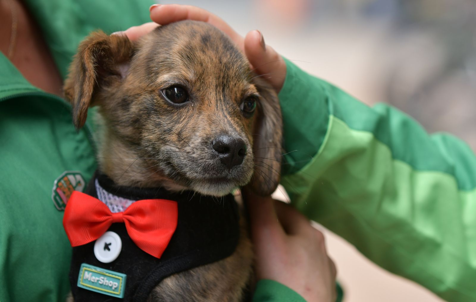 perros y gatos junto a personas durante actividades de atención y bienestar animal, incluyendo valoración veterinaria, adopción y cuidado responsable.